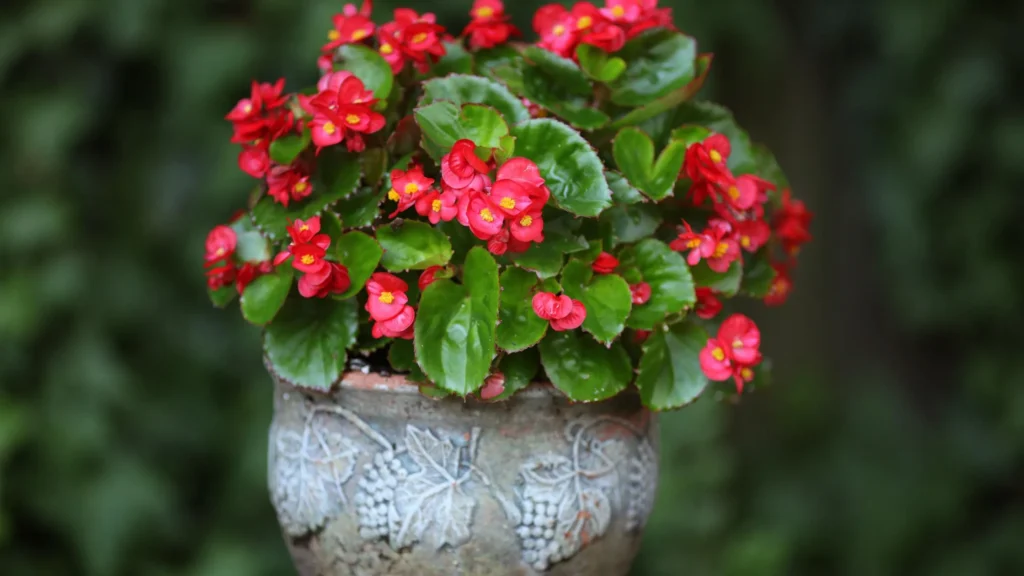 begonia mallacoota